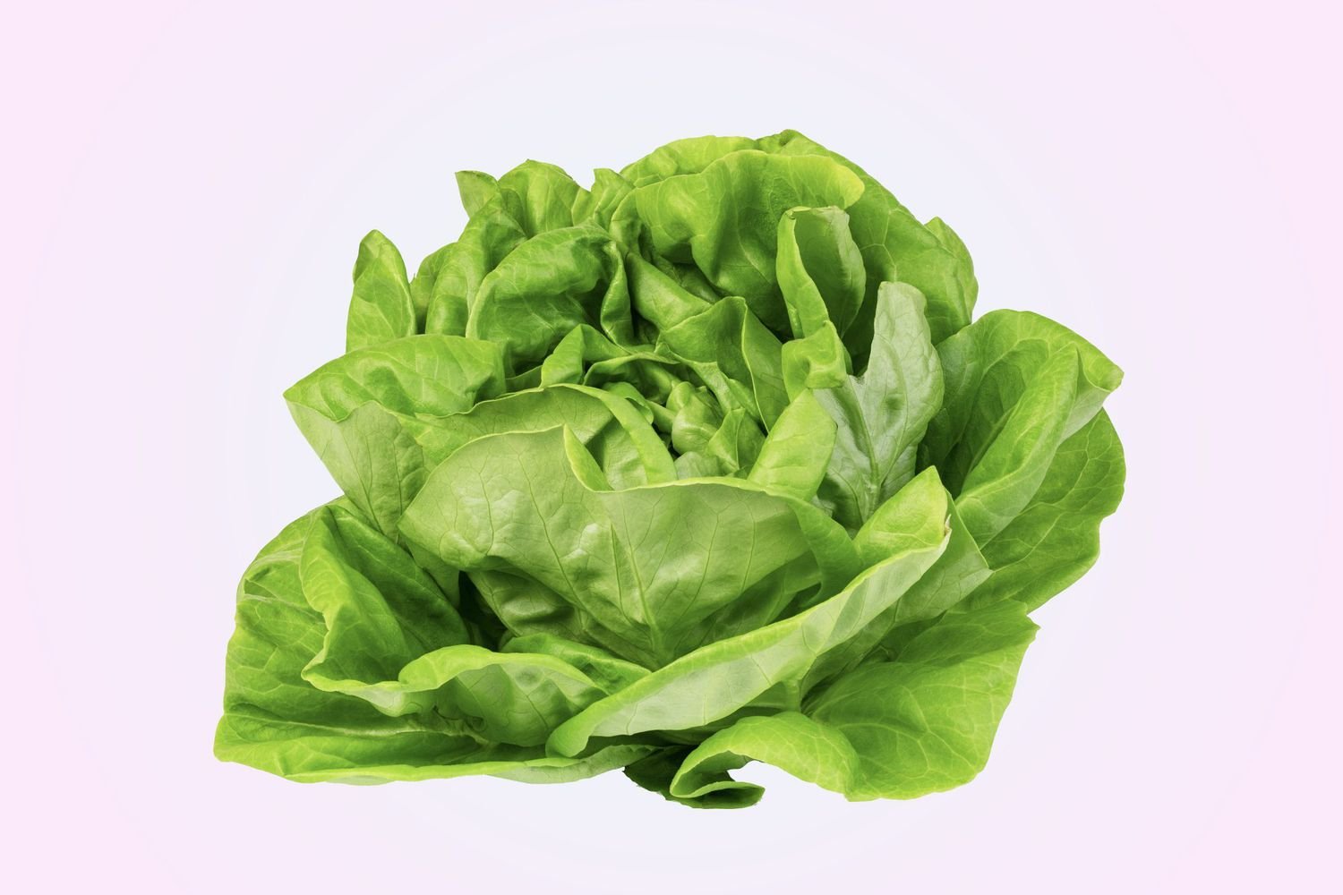 Lettuce